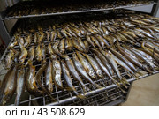 Заготовка рыбной продукции на рыболовецком судне в Баренцевом море. Стоковое фото, фотограф Николай Гернет / Фотобанк Лори