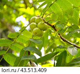 Зеленые плоды ореха айлантолистного (Орех Зибольда) (Juglans ailantifolia Carriere) Стоковое фото, фотограф Ирина Борсученко / Фотобанк Лори