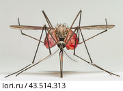 Close-Up of a Mosquito With Blood-Filled Abdomen. Стоковое AI-изображение, AI-художник Юлия Гапеенко / Фотобанк Лори