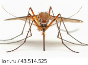 Close-Up of a Mosquito With Blood-Filled Abdomen. Стоковое AI-изображение, AI-художник Юлия Гапеенко / Фотобанк Лори