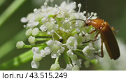 Жук рыжая мягкотелка (Rhagonycha fulva) ест нектар на белом цветке. Стоковое видео, видеограф Mixail59 / Фотобанк Лори