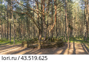 Dancing forest on the Curonian Spit. Стоковое фото, фотограф Мария Паина / Фотобанк Лори