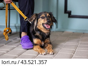 A brown and black dog laying next to a person with purple crocs. Стоковое фото, фотограф Аксенова Вера / Фотобанк Лори