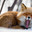 A funny red fox yawns, opening its mouth wide and sticking its long tongue out. Anadyr fox (Vulpes vulpes beringiana). Wildlife of the Arctic. Chukotka, Siberia, Far East of Russia. Close-up. Стоковое фото, фотограф Андрей Степанов / Фотобанк Лори