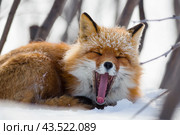 A funny red fox yawns, opening its mouth wide and sticking its long tongue out. Anadyr fox (Vulpes vulpes beringiana). Wildlife of the Arctic. Chukotka, Siberia, Far East of Russia. Close-up. Стоковое фото, фотограф Андрей Степанов / Фотобанк Лори