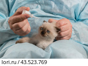 Ветеринар держит флакон с каплями над милым котенком. Стоковое фото, фотограф Наталья Гармашева / Фотобанк Лори