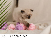 Вислоухий котёнок окраса колор-пойнт играет с клубками ниток. Стоковое фото, фотограф Наталья Гармашева / Фотобанк Лори