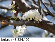 Cercis, or Judas tree (Cercis siliquastrum) Стоковое фото, фотограф Irina Opachevsky / Фотобанк Лори