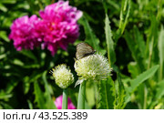 Лук-батун (Allium fistulosum) и бабочка. Стоковое фото, фотограф Вадим Галкин / Фотобанк Лори