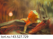 Agama is a genus of lizards from the agamidae family that lives in Africa. Стоковое фото, фотограф Evgenii Predibailo / Фотобанк Лори
