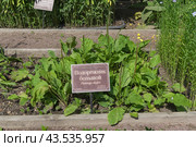 Подорожник большой (lat. Plantago major) на грядке с лекарственными растениями в Аптекарском Огороде (филиал ботанического сада МГУ). Москва. Июль, солнечно. Стоковое фото, фотограф Сергей Рыбин / Фотобанк Лори