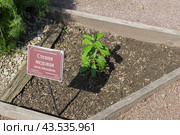 Стевия медовая (lat.Stevia rebaudiana ) на грядке с лекарственными растениями в Аптекарском Огороде (филиал ботанического сада МГУ). Москва. Июль, солнечно. Стоковое фото, фотограф Сергей Рыбин / Фотобанк Лори