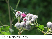 Цветущий репейник, лопух большой (Arctium lappa L.) © Ирина Борсученко / Фотобанк Лори. Стоковое фото, фотограф хохрякова альбина накиповна / Фотобанк Лори