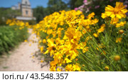 A path is lined with yellow flowers. The flowers are in full bloom and are scattered throughout the path. The scene is peaceful and serene. Стоковое фото, фотограф svetograph / Фотобанк Лори