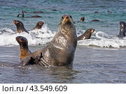 Секач северного морского котика на лежбище морских млекоптиающих. Стоковое фото, фотограф Дмитрий УТКИН / Фотобанк Лори