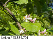 Цветущий лимон (lat. Citrus limon) в Аптекарском Огороде (филиал ботанического сада МГУ). Москва. Июль, солнечно. (2024 год). Стоковое фото, фотограф Сергей Рыбин / Фотобанк Лори