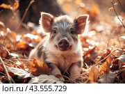 A cute little boar sitting among the autumn yellow foliage. Animal hunting. Стоковое AI-изображение, AI-художник Photojuli / Фотобанк Лори