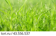 Juicy bright green grass in sunlight. Close up. Lawn background. Texture of new grass growing in field. Meadow on warm sunset or sunrise time. Tranquil nature scene. Golden hour. Greenery, dew drops. Стоковое видео, видеограф Марина Демидюк / Фотобанк Лори