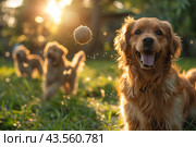 Golden Retriever Dog Playing Fetch in Grassy Field at Sunset. Стоковое AI-изображение, AI-художник Сергей Толмачёв / Фотобанк Лори