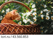 Рыжий ориентальный кот в корзинке нюхает цветы шиповника. Стоковое фото, фотограф Юлия Зубкова / Фотобанк Лори