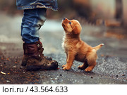 Дружок. Маленький милый рыжий щенок у ног мальчика. Стоковое AI-изображение, AI-художник Щеголева Ольга / Фотобанк Лори