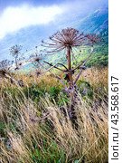 Борщевик Сосновского (лат. Heracleum sosnowskyi) Стоковое фото, фотограф Светлана Евтушенко / Фотобанк Лори