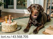 A brown, chocolate Labrador celebrates his birthday. The dog is sitting with a cake, balloons and flags at a pet's birthday party. Стоковое AI-изображение, AI-художник Photojuli / Фотобанк Лори