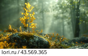 Single Yellow-Leafed Sapling Growing on Mossy Rock in Sun-Dappled Forest. Стоковое AI-изображение, AI-художник Сергей Толмачёв / Фотобанк Лори