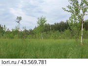 Grassy fen landscape with pine forest at distance. Стоковое фото, фотограф Евгений Харитонов / Фотобанк Лори