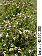 Цветущая лапчатка кустарниковая (Pentaphylloides fruticosa (L.) O.Schwarz), сорт Пинк Квин (Пинк Принцесс) Стоковое фото, фотограф Ирина Борсученко / Фотобанк Лори