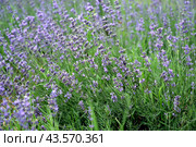 Цветущая лаванда узколистная (Lavandula angustifolia Mill.). Лето. Стоковое фото, фотограф Ирина Борсученко / Фотобанк Лори