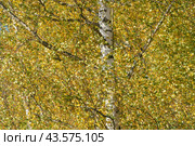 Autumn landscape. Yellow colors, sunny, fresh air. Beautiful colorful  birch tree. Concept of the beauty in nature. Golden October in the Russian forest. Стоковое фото, фотограф YuryKara / Фотобанк Лори