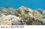 World of a school of Coral Catfish. Стоковое видео, видеограф Ольга Хорошунова / Фотобанк Лори
