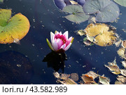 Розовая водяная лилия. Pink water lily close up. Стоковое фото, фотограф Photolart / Фотобанк Лори