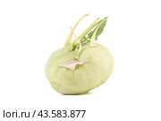Ripe head of kohlrabi cabbage on a white background. Стоковое фото, фотограф Сергей Долгов / Фотобанк Лори
