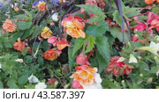 Много цветов разного цвета, в ландшафтном дизайне на улице летним днём. Many flowers of different colors, in landscape design on the street on a summer day. Стоковое видео, видеограф Наталья Пеньшина / Фотобанк Лори