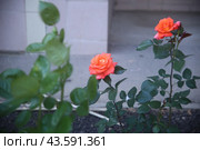 Оранжевые розы в саду. Стоковое фото, фотограф Земскова Елена / Фотобанк Лори