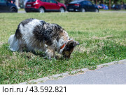 A dog sniffs grass beside road, checking surroundings carefully. Стоковое фото, фотограф Аксенова Вера / Фотобанк Лори