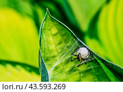 Самка паука-волка (Lycosidae) с прикрепленным к брюшку белым коконом с яйцами и её ловчая сеть на большом зелёном листу (2024 год). Стоковое фото, фотограф Владимир Устенко / Фотобанк Лори