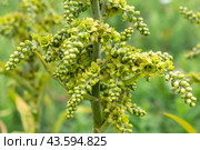 Черемица Лобеля (veratrum lobelianum) Стоковое фото, фотограф Ирина Яровая / Фотобанк Лори