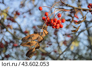 Ветка рябины осенью на фоне ветвей и голубого неба. Стоковое фото, фотограф Альбина Шаимова / Фотобанк Лори