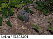Обыкновенный ёж. Erinaceus europaeus. Вид млекопитающих из рода евразийских ежей семейства ежовых. (2024 год). Стоковое фото, фотограф MК / Фотобанк Лори