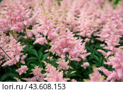 Lilac Astilbe flowers (false goat's beard). Queen ALexandra variety, hybrid. Russian Far East. Стоковое фото, фотограф Татьяна Терехина / Фотобанк Лори