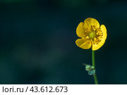 Yellow wildflower buttercup in bright sunlight. Pharmacy name: "Herb of caustic buttercup" (Ranunculus acris herba). Желтый полевой цветок лютик при ярком солнечном свете. Стоковое фото, фотограф Сергей Комаров / Фотобанк Лори