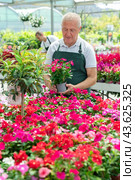 Senior florist in apron holding pot with Vinca in flower shop. Стоковое фото, фотограф Яков Филимонов / Фотобанк Лори