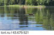 A ruddy shellac bird swims in a city pond in the summer heat. Стоковое видео, видеограф Ярославский Максим / Фотобанк Лори
