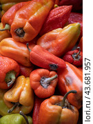 Rotting fruits and vegetables - Bulgarian sweet pepper background, which began to rot and deteriorate. the problem of keeping food fresh. Стоковое фото, фотограф Владимир Разгуляев / Фотобанк Лори