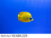 Small marine fish Zebrasoma yellow tang on a blue background in an aquarium.The beauty of the underwater world - The yellow tang (Zebrasoma flavescens), also known as the lemon sailfin, yellow sailfin. Стоковое фото, фотограф Регина Ерофеева / Фотобанк Лори