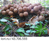 Mushroom Puffball pear-shaped or Lycoperdon pyriforme is a species of basidiomycete mushroom, part of the genus Puffball of the Champignon family - Agaricaceae, found on rotting wood. Стоковое фото, фотограф Сергей Долгов / Фотобанк Лори
