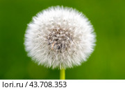 Fluffy white dandelion seedhead, macro photo. Стоковое фото, фотограф EugeneSergeev / Фотобанк Лори